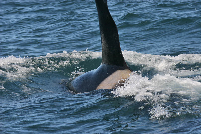 �������� ��� :: ������� (Orcinus orca) :: ���������� 2