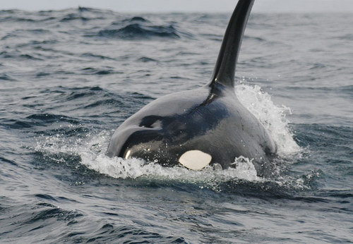�������� ��� :: ������� (Orcinus orca) ���� 36