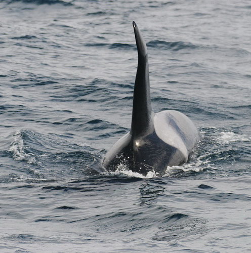 �������� ��� :: ������� (Orcinus orca) ���� 37