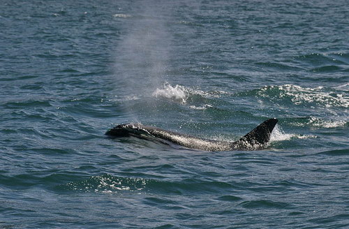 �������� ��� :: ������� (Orcinus orca) ���� 38