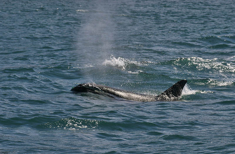 �������� ��� :: ������� (Orcinus orca) :: ���������� 2