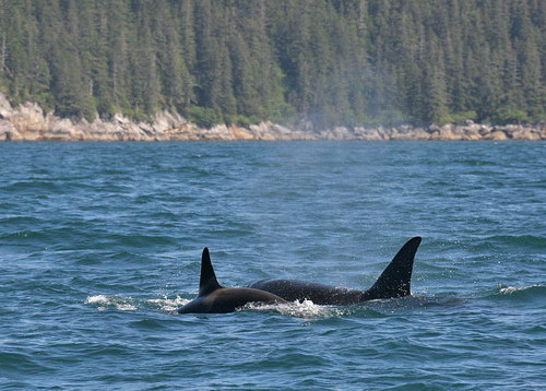 �������� ��� :: ������� (Orcinus orca) ���� 39