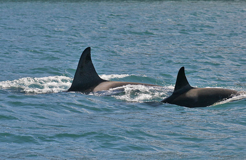 �������� ��� :: ������� (Orcinus orca) :: ���������� 2