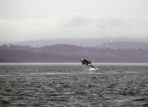 �������� ��� :: ������� (Orcinus orca) ���� 41