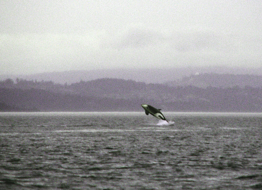 �������� ��� :: ������� (Orcinus orca) :: ���������� 2