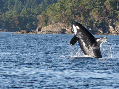 �������� ��� :: ������� (Orcinus orca) ���� 42