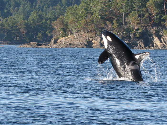 �������� ��� :: ������� (Orcinus orca) :: ���������� 2