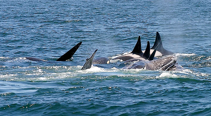 �������� ��� :: ������� (Orcinus orca) :: ���������� 2
