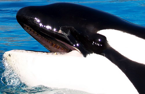 �������� ��� :: ������� (Orcinus orca) ���� 44