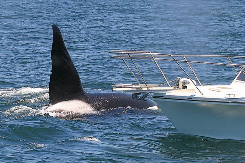 �������� ��� :: ������� (Orcinus orca) ���� 45