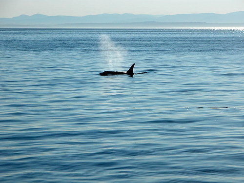 �������� ��� :: ������� (Orcinus orca) ���� 46
