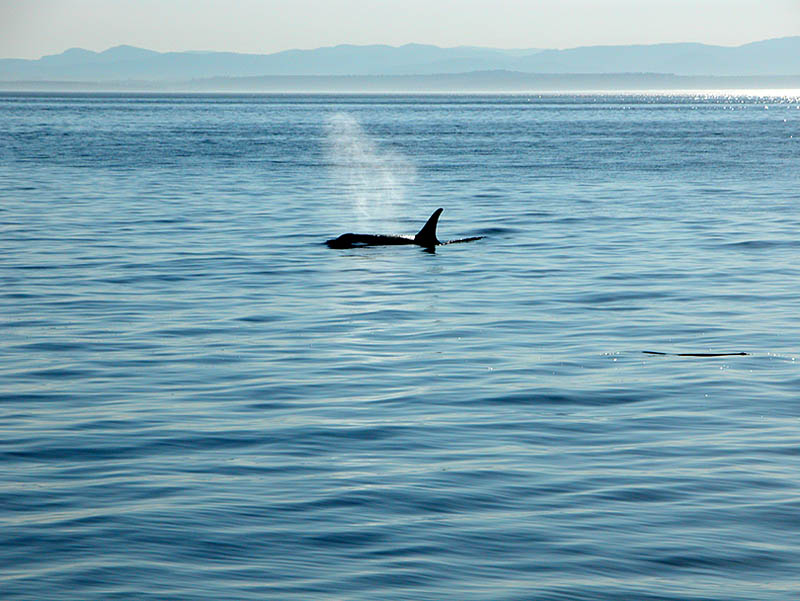 �������� ��� :: ������� (Orcinus orca) :: ���������� 2