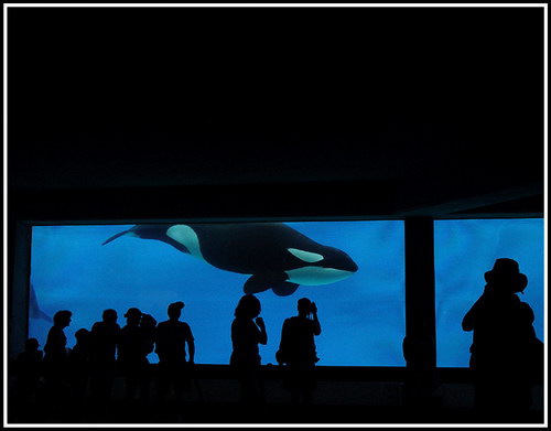 �������� ��� :: ������� (Orcinus orca) ���� 47