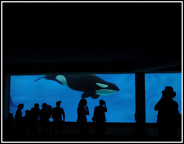 �������� ��� :: ������� (Orcinus orca) :: ���������� 2