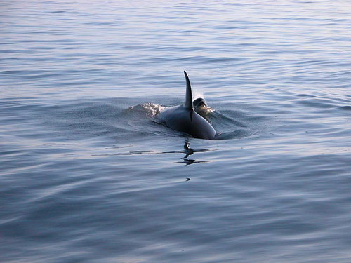 �������� ��� :: ������� (Orcinus orca) ���� 48