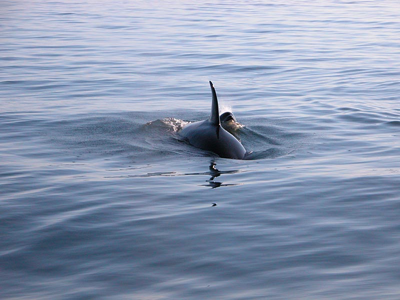 �������� ��� :: ������� (Orcinus orca) :: ���������� 2
