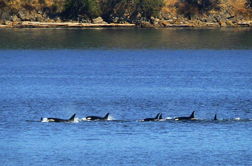 �������� ��� :: ������� (Orcinus orca) :: ���������� 2
