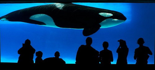 �������� ��� :: ������� (Orcinus orca) ���� 50