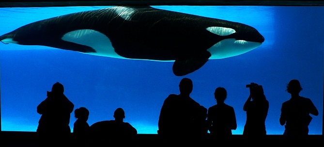�������� ��� :: ������� (Orcinus orca) :: ���������� 2