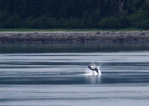 �������� ��� :: ������� (Orcinus orca) ���� 51