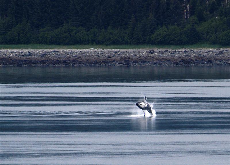 �������� ��� :: ������� (Orcinus orca) :: ���������� 2