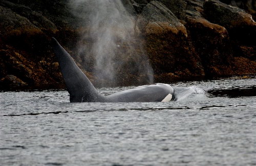 �������� ��� :: ������� (Orcinus orca) ���� 52