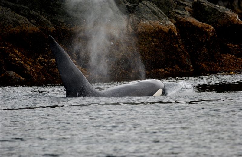 �������� ��� :: ������� (Orcinus orca) :: ���������� 2