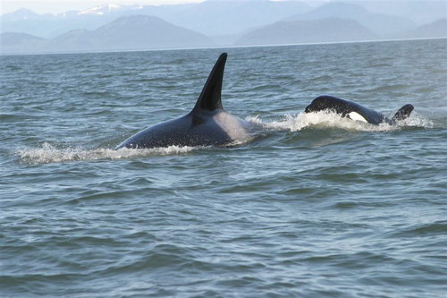 �������� ��� :: ������� (Orcinus orca) ���� 53