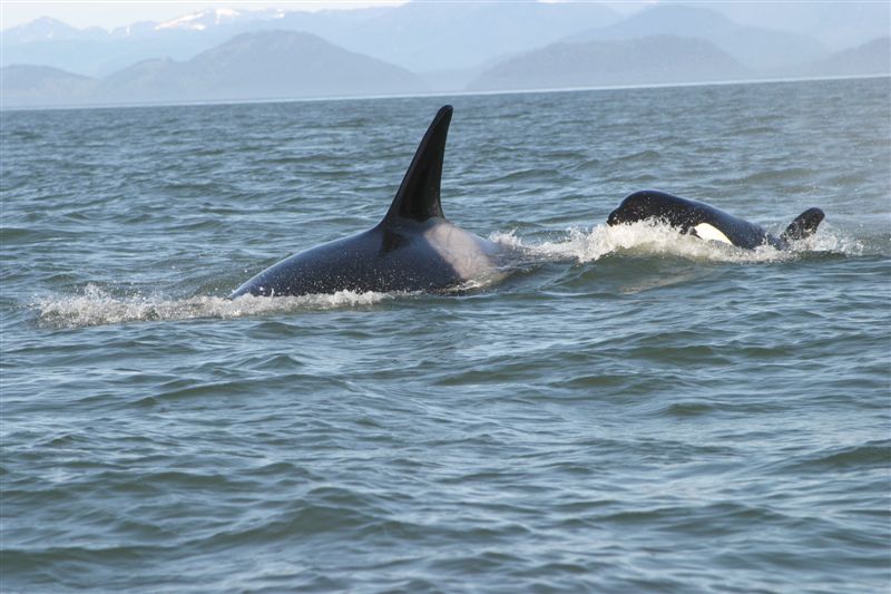 �������� ��� :: ������� (Orcinus orca) :: ���������� 2