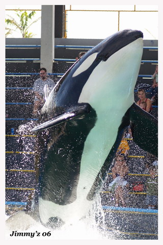 �������� ��� :: ������� (Orcinus orca) ���� 54
