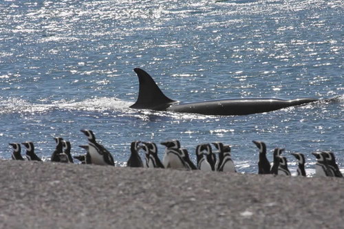 �������� ��� :: ������� (Orcinus orca) ���� 55
