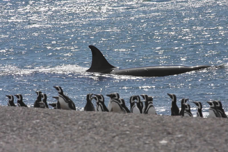 �������� ��� :: ������� (Orcinus orca) :: ���������� 2