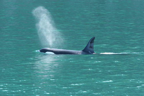 �������� ��� :: ������� (Orcinus orca) ���� 56