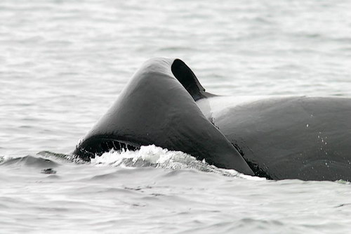�������� ��� :: ������� (Orcinus orca) ���� 57