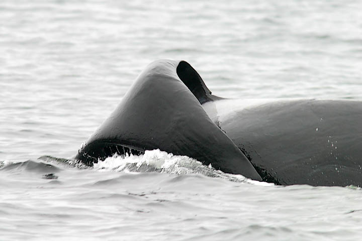 �������� ��� :: ������� (Orcinus orca) :: ���������� 2