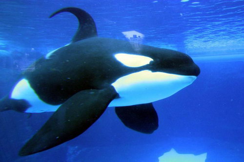 �������� ��� :: ������� (Orcinus orca) ���� 58