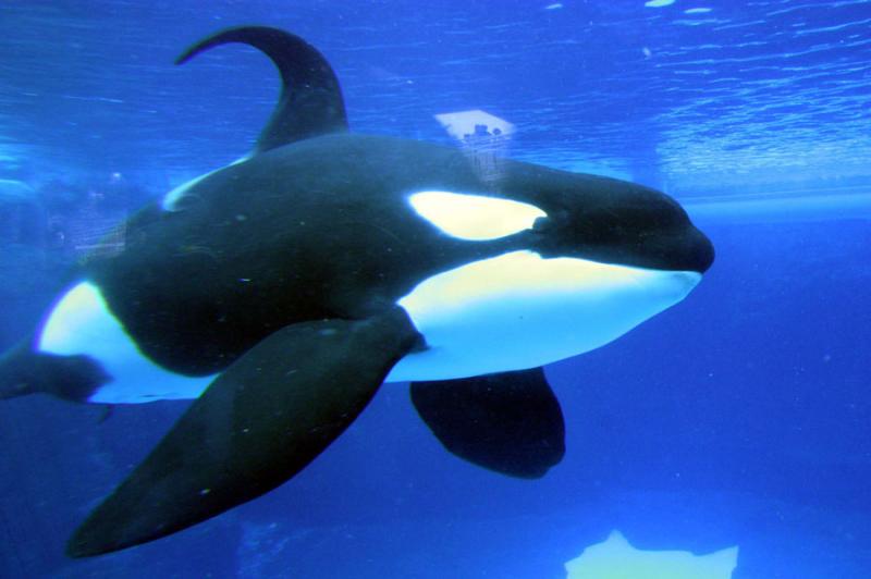 �������� ��� :: ������� (Orcinus orca) :: ���������� 2