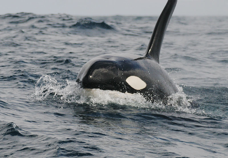 �������� ��� :: ������� (Orcinus orca) :: ���������� 2
