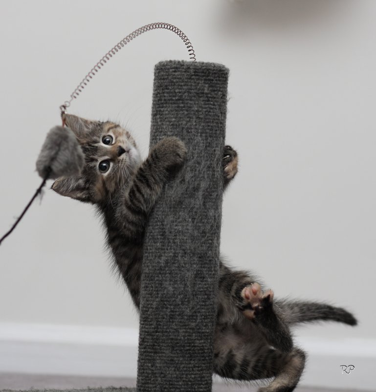 ������ :: ���������� 2