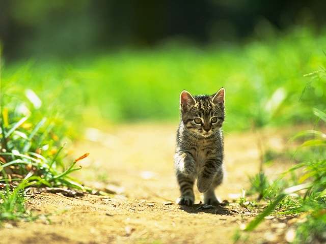 �������� ��� :: ������ �������� :: ���������� 2