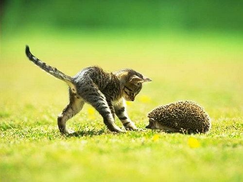 Животный мир :: Котята резвятся