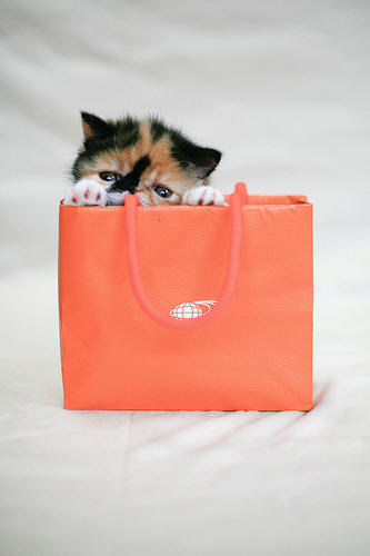 ������ ���� 80
