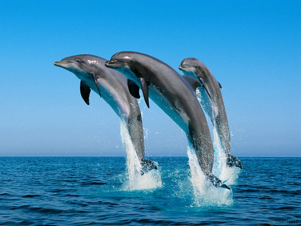 �������� ��� :: ������ ���������� ���� :: ���������� 2