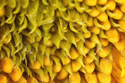 ����� ������� ������ ���� 18