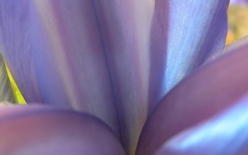 ����� ���� 31