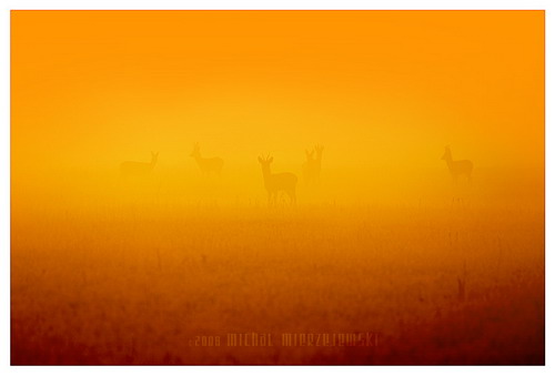 ���� :: �������� Michal Mierzejewski ���� 8