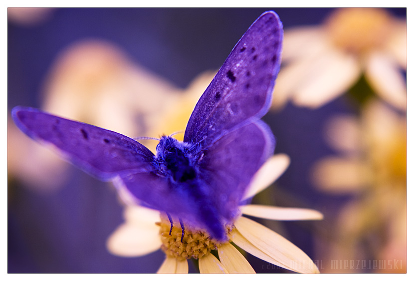 ���� :: �������� Michal Mierzejewski :: ���������� 2