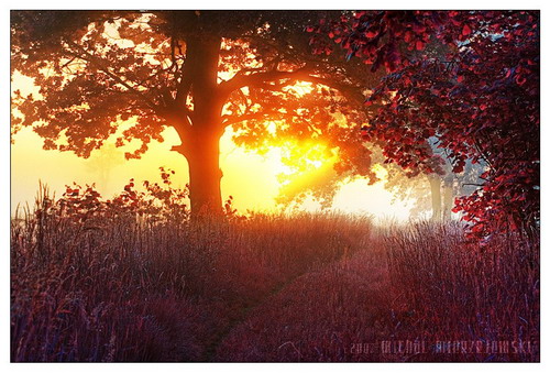 ���� :: �������� Michal Mierzejewski ���� 28