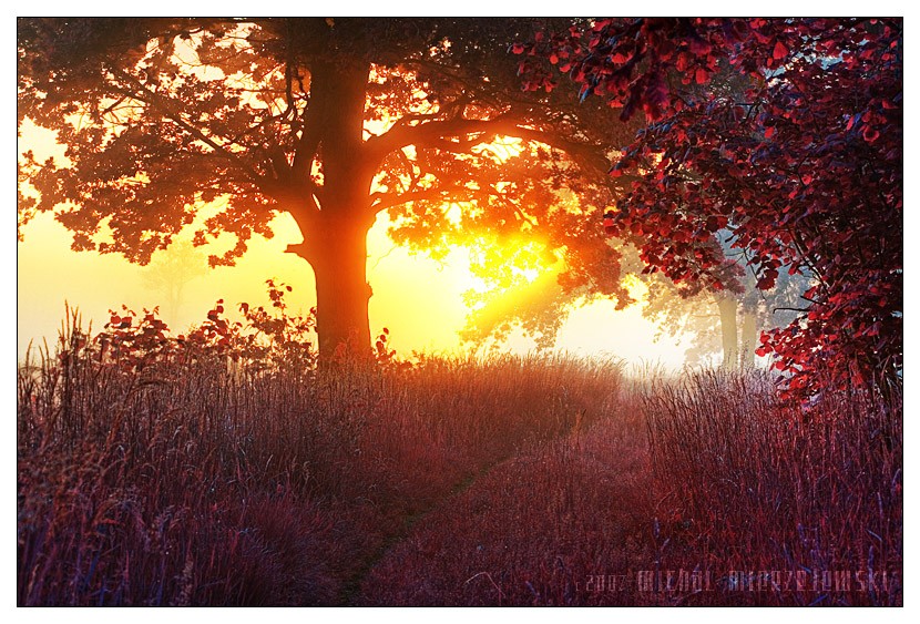 ���� :: �������� Michal Mierzejewski :: ���������� 2