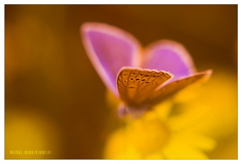 ���� :: �������� Michal Mierzejewski ���� 45